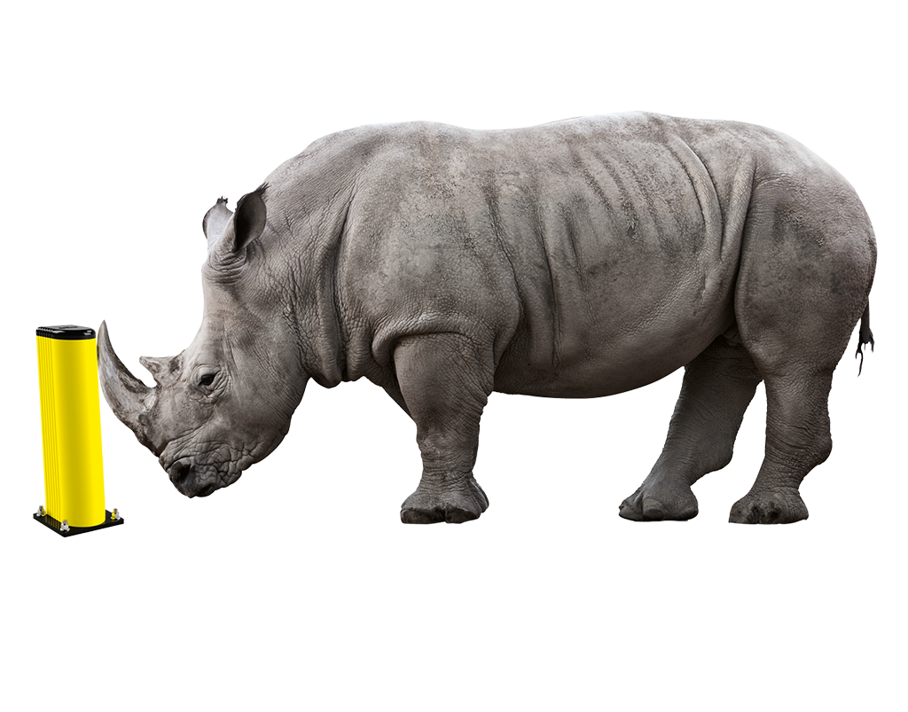 rhino